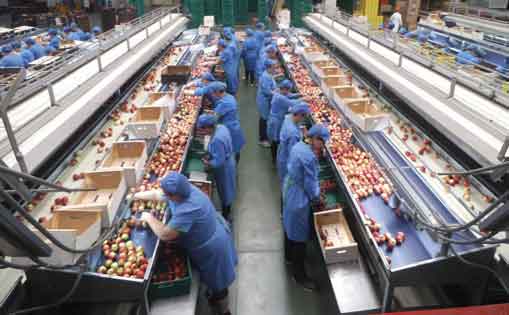 Envasador/a de frutas y verdura de temporada 8 vacantes 900-1.200€/mes