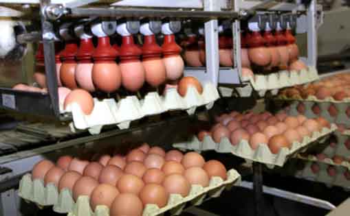 Se necesita operario/a para trabajar en granja clasificando huevos 1.375€/mes