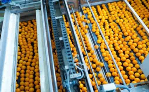 50 personas para envasado y enmallado de naranjas