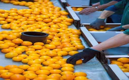 Se necesita 30 personas para encajado de naranjas 1.200-1.500€/mes
