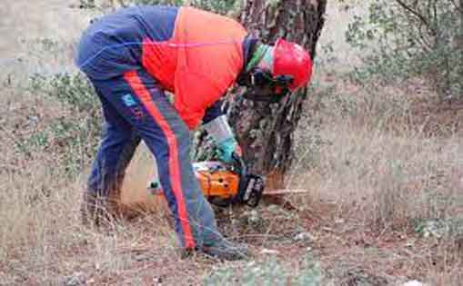 Se requiere personal para trabajar como operario/a forestal 1300€/mes