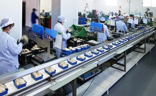 Se necesita personal para limpieza de pescado en fábrica 1.200-.1500€/mes.