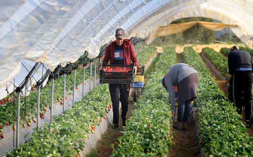 Se necesita 200 personas para campaña de frutos rojos, fresas y arándanos 900-1.500€/mes