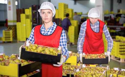 Se necesita 30 personas para envasado de fruta en almacén 1.200€/mes