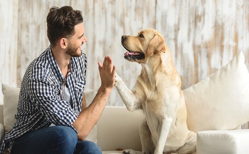 Se necesita personal para cuidar animales de compañía 1.200-1.500€/mes
