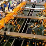 Capaceador para almacén cítrico