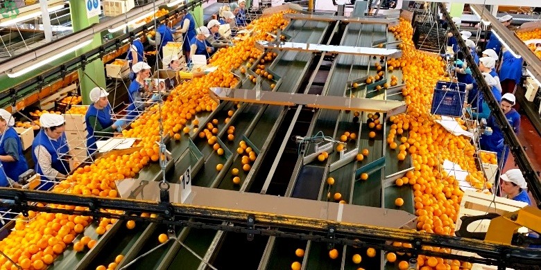 Capaceador para almacén cítrico