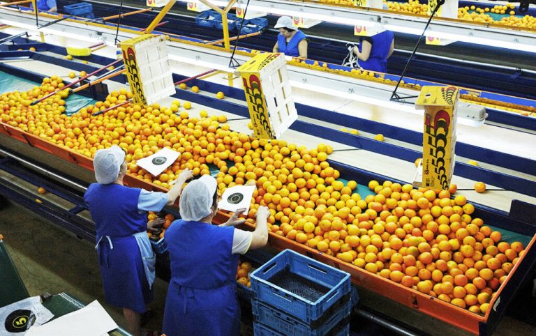 Encajador/a-Triador/a de naranjas